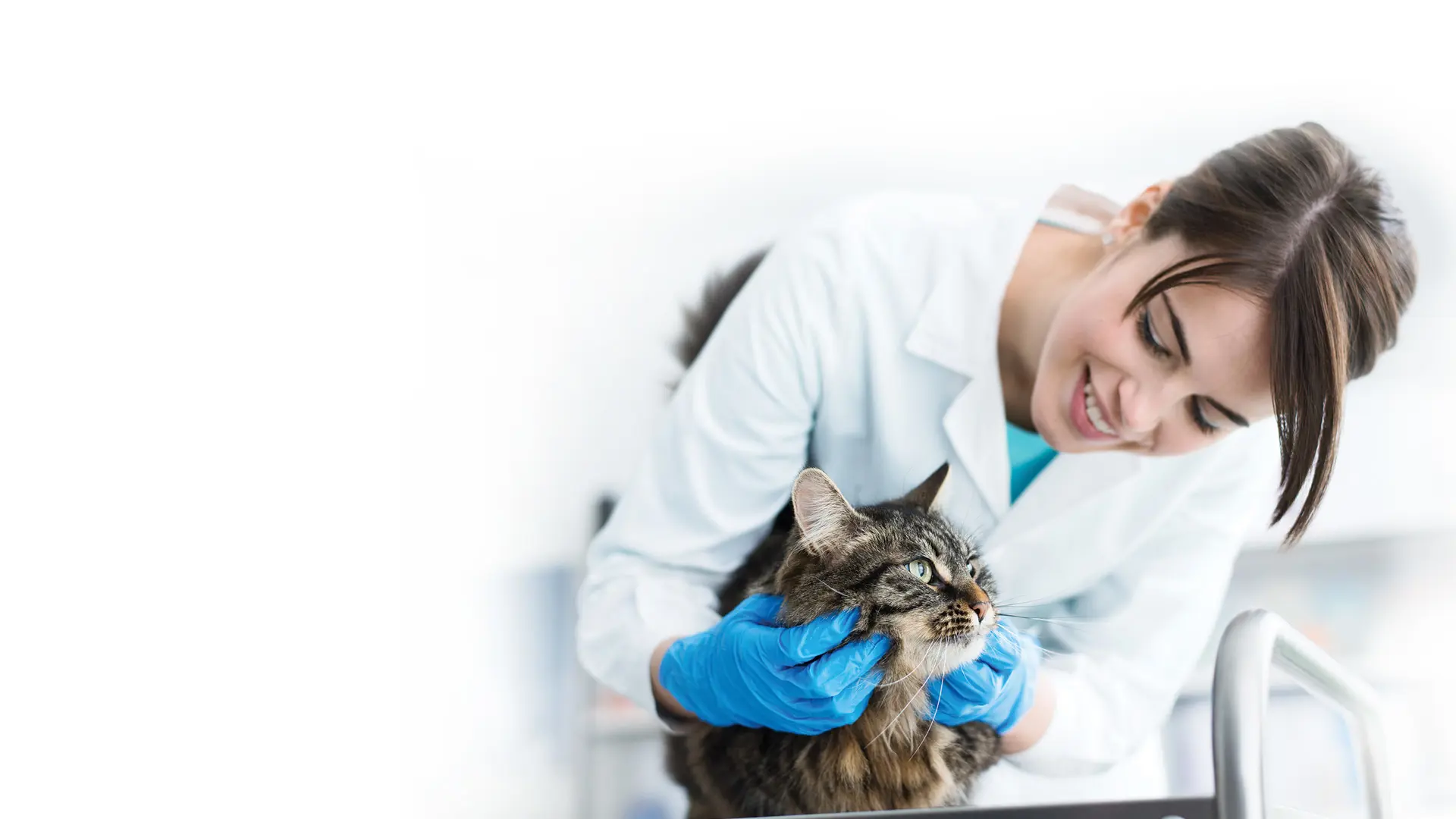 Vetenarian with cat.